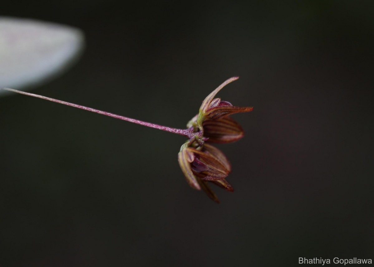 Bulbophyllum petiolare Thwaites